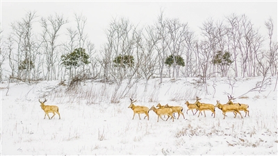 　圖為“我的家園”攝影聯(lián)展參展作品《濕地家園》，攝于江蘇鹽城。 　　葛乃航攝