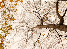 樸素之語盡寫萬物卑微之美　　“深山多古木多闊葉木，多山泉。”短短的這句話，蘊藏了六年的足跡與情感。[詳細]