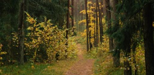 邵燕君：基于“書友經(jīng)濟(jì)”的大規(guī)模文學(xué)生產(chǎn)——中國(guó)網(wǎng)絡(luò)文學(xué)的獨(dú)特屬性及其生產(chǎn)機(jī)制的建立